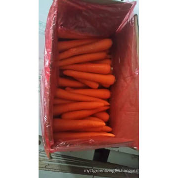 Delicacy Chinese Fresh Carrot on Sale